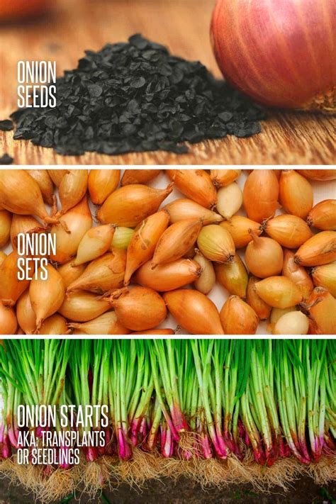 Tabbing Versus Onion